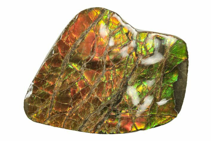 Flashy Ammolite (Fossil Ammonite Shell) - Alberta #242930